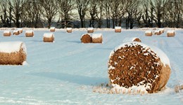 Climate resilience on-farm action planner (cereals): Winter temperatures