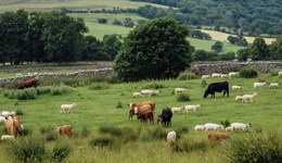 Carnforth:  Protecting animal health – IPM for livestock farmers 