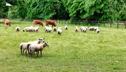 Devon: Bluetongue information evening