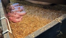 Farm case study: PigSAFE