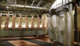 Webinar: African swine fever essentials for pork processing staff 