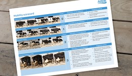 Dairy mobility scorecard