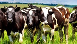 Global producer margins show improvement following an uplift to commodity prices – Q3 Rabobank update