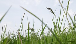 Feed value of multispecies and clover-based swards