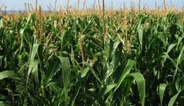 What’s driving grain prices this week? Grain market daily