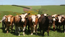 Finish beef cattle earlier to reduce emissions