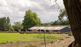 Rhuthun: Cyfarfod olaf ffermydd llaeth strategol Rhual a Bodysgaw: Sut mae pethau’n argoeli ar gyfer y dyfodol?