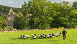 Beef & Lamb sector plan 2022–2027