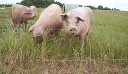 Pig meat market update