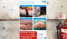 Blog: Keeping busy in the health and welfare team