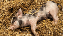 Principles of Pig Production Series: Weaning