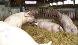 EU cull sow prices- is further downward pressure coming?