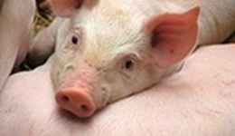 SPP drops below previous year