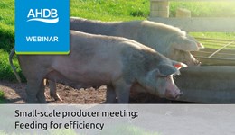 Small-scale producers meeting: Feeding for efficiency