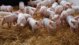 African swine fever (ASF) impact report