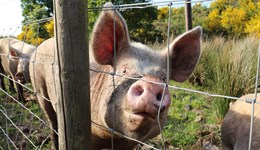 APP holds steady, whilst SPP drops back