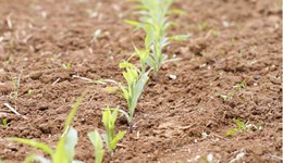 AHDB recruitment privacy notice