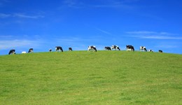 Butter: Modelling the impact of the UK-Switzerland FTA