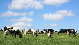 How to monitor the performance of a dairy diet