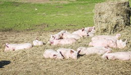 Pork: Modelling the impact of the UK-Switzerland FTA