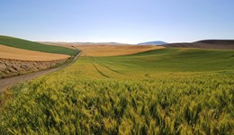 Economic modelling of the beef, sheep, dairy and pork sectors