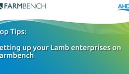 FARMBENCH: Setting up your Lamb enterprises on Farmbench