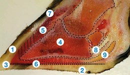 What does a healthy cow’s foot look like?
