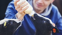 No-deal Brexit case studies 