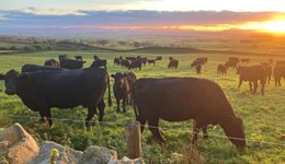 Agroforestry experiences: Cannerheugh Farm, a rotational grazing system in Cumbria