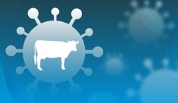 Coronavirus impacts – a global perspective