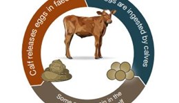 Controlling cryptosporidiosis in dairy calves