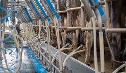 Turning milk price signals into on-farm action