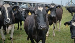 Position statement on the use of automated detection methods for lameness 