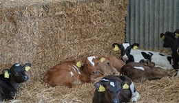 Will there be enough milking cows to meet future demand? Weighing up beef vs milk