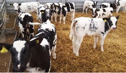 Feeding whole milk to dairy calves