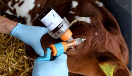 An 8-step guide to disbudding a dairy calf