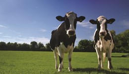 Weekly dairy market update 