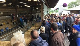 Dairy: Consumer marketing and reputation