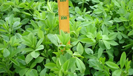 Time to consider legumes as a protein source in low protein diets?