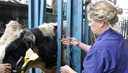 Vet webinar: Future opportunities to achieving sustainable medicine use in the UK