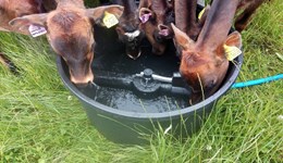 Grazing strategies for dairy youngstock 