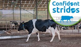 Lancashire: Taking steps to enhance cow mobility