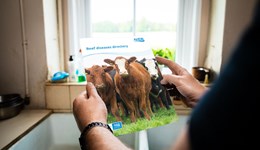 Beef diseases directory