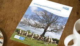 Growing and finishing lambs