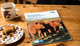 Managing beef replacement heifers