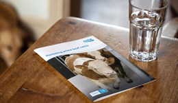 Marketing prime beef cattle