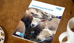 Marketing prime lamb for Better Returns 