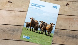 Optimising suckler herd fertility