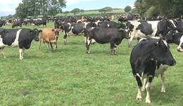 Dairy Research Review 2020