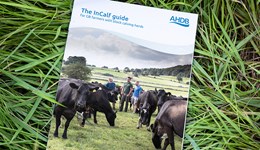 The InCalf guide for GB farmers with block calving herds